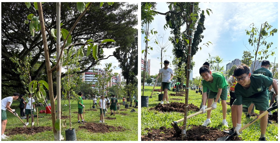 Scouts_Trees